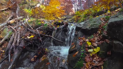 Canvas Print - Waterfall in the autumn forest with yellow and brown leaves. Static shot in 4K