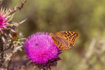 Beautiful purple thistle flower. Pink flower burdock. Burdock flower spiny close up. Flowering medicinal plants are thistle or milk thistle. Milk Thistle plant. Soft selective not deep focus