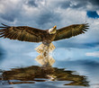 Bald Eagle above water in the Netherlands 