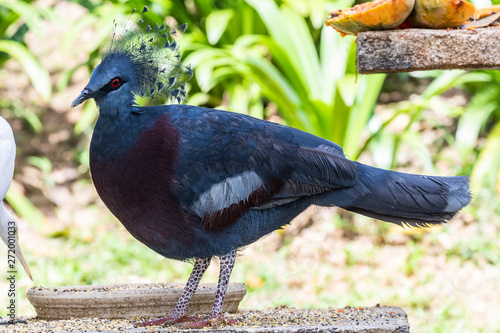 Bird Park Taman Burung In Kuala Lumpur Nikkel Art
