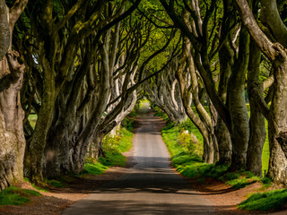 amazing dark hedges in northern ireland - travel photography