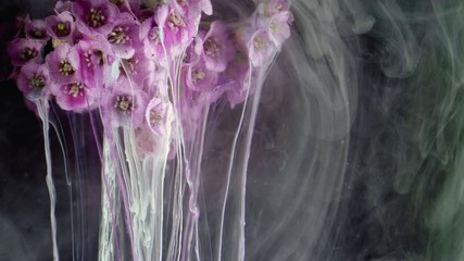 Wall Mural - Flowers of Bergenia. Colorful Pigment Flow.
