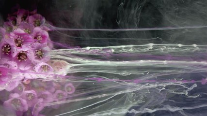 Wall Mural - Flowers of Bergenia. Colorful Pigment Flow.