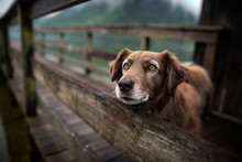 Dog At A Beautiful Wooden Bridge. Dog At The Lake. Foggy Mood Between Moutains.