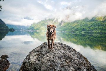 dog standing on rock in beautiful landscape. Travelling with dog.