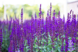 Fototapeta Lawenda - Blooming stunning lavender fields