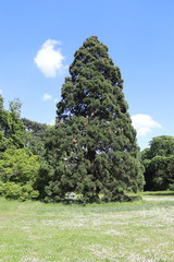 Poster - Pelouse et arbre du parc de Bagatelle à Paris	