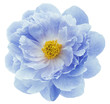 blue peony flower isolated on a white  background with clipping path  no shadows. Closeup.  Nature.