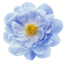 Blue Peony Flower Isolated On A White  Background With Clipping Path  No Shadows. Closeup.  Nature.