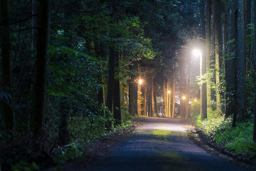 Streetlights illuminate quiet narrow road through forest at night