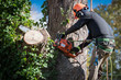 © Benjamin Clapp - Man in safety harnesses and helmet cuts down large tree sections with chainsaw.
