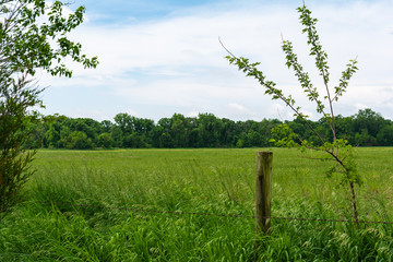Old fenceline and open field