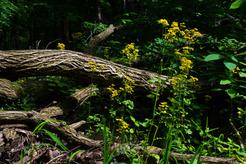 Spring wildflowers