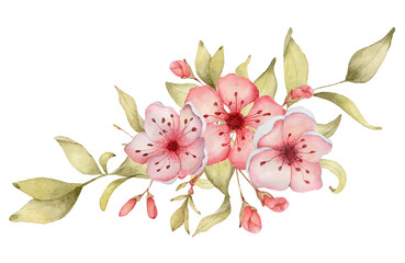 Sakura flowers watercolor illustration. Blossom petal bouquet 