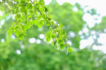 Wall Mural - abstract background with green, yellow and white bokeh. space for text.