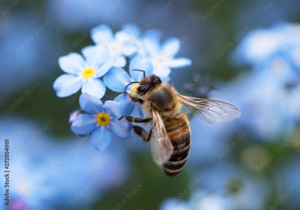 Biene bee Vergissmeinnicht forget-me-nots wildbiene wild bee blue yellow blau gelb garten - obrazy, fototapety, plakaty 