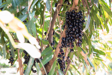 Wall Mural - Luna Nut (Lepisanthes fruticosa Leenh) Thailand Fruit . Luna Nut (Lepisanthes fruticosa Leenh) in nature condition with Tree background