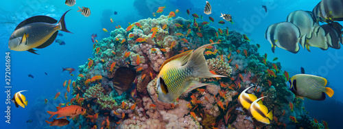 Dekoracja na wymiar  koral-i-ryba