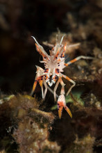 Spiny Tiger Shrimp  (Phyllognathia Ceratophthalma). Picture Was Taken In Ambon, Indonesia