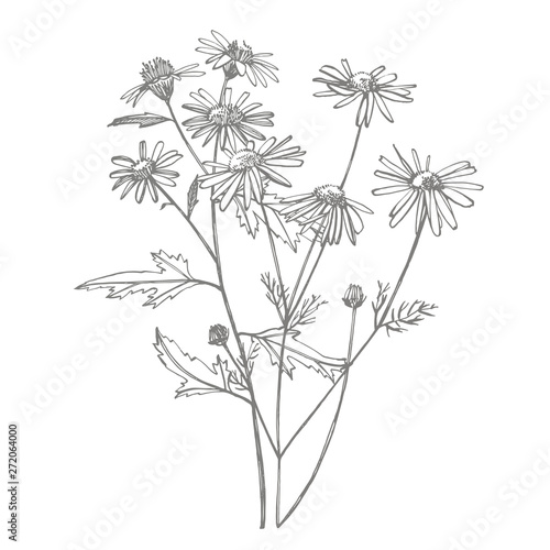 Tansy and Chamomile. Bouquet of hand drawn flowers and herbs. Botanical plant...