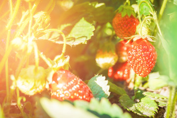 Wall Mural - red strawberries growing on a branch