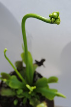 A Close-up Of Venus Flytrap Buds, Leaves And Traps