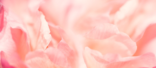 Closeup image of pastel pink flower, floral background, abstract summer concept walpaper