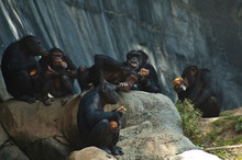 Group Of Five Mahale Mountain Chimpanzees At LA Zoo Eats On A Rock