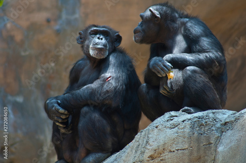 Cuadros en Lienzo Two Mahale Mountain Chimpanzee at LA Zoo Chimps look at each other one open woun