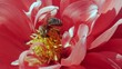 Biene sammelt Nektar (Close-up Aufnahme)