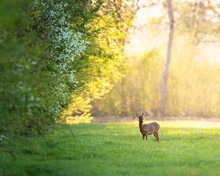 Roebuck Near Forest Edge On Sunny Evening In Spring.