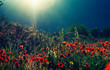 © babaroga - Field Of Red Poppies on sunset time