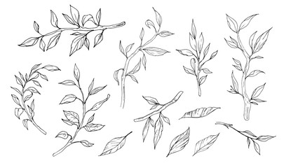 Wall Mural - Sketch of branches. Hand drawn decorative elements. Vector illustration