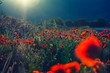 red poppies  on summer time 