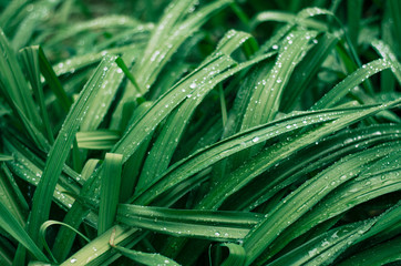 Raindrops on the green grass. Amazing beautiful drops