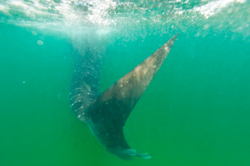 TIBURON BALLENA - WHALE SHARK (Rhincodon typus), Isla de Holbox,  Estado de Quntana Roo, Península de Yucatán, México