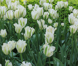 Fototapeta Tulipany - White tulip flowers blooming on garden bed close up view 