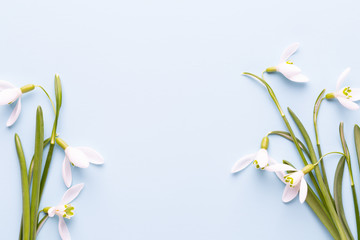  Fresh snowdrops on blue background with place for text. Spring greeting card. Mother day. Flat lay.