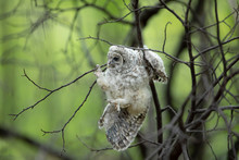 Barred Owl Owlet Hanging Onto A Branch Against Green Background In The Forest In Canada