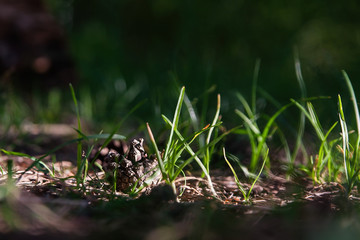 a bump in the forest lies on the ground in the grass on a Sunny summer day in the tall summer grass