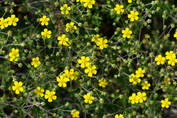  texture small yellow flowers grow in scatter