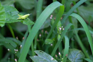 Green grasshopper on grass, beautiful nature background.