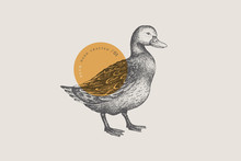 Graphical Drawn Duck. Hand-drawn Retro Picture With A Poultry In An Engraving Style. Can Be Used For Menu Restaurants, For Packaging In Markets And Shops. Vector Vintage Illustrations.