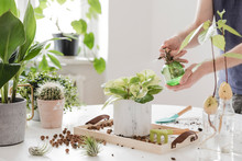 Man Gardener Watering Plant In Marble Ceramic Pots On The White Wooden Table. Concept Of Home Garden. Spring Time. Stylish Interior With A Lot Of Plants. Taking Care Of Home Plants. Template.