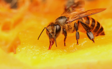 Wall Mural - Bee finds food in the flower garden.