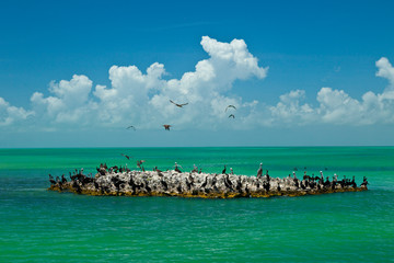 Parque Nacional Isla Contoy, Estado de Quntana Roo, Península de Yucatán, México