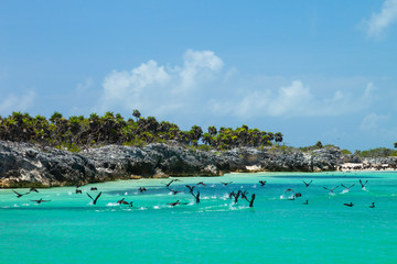 CORMORAN BICRESTADO, Parque Nacional Isla Contoy, Estado de Quntana Roo, Península de Yucatán, México