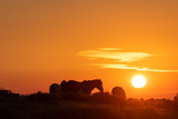 Fototapeta Sawanna - Wild Horses in a Beautiful High Desert Sunrise