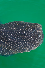 TIBURON BALLENA (Rhincodon typus), Isla de Holbox,  Estado de Quntana Roo, Península de Yucatán, México