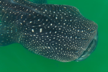 TIBURON BALLENA (Rhincodon typus), Isla de Holbox,  Estado de Quntana Roo, Península de Yucatán, México